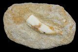 Enchodus Tooth in Rock - Cretaceous Fanged Fish #60531-1
